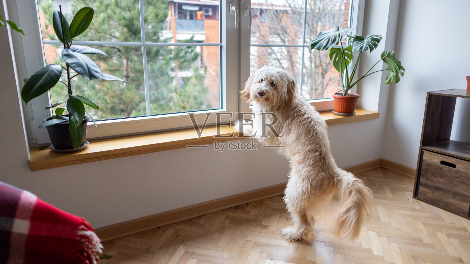 毛茸茸的好奇的莫奇狗,爪子放在窗台上,透过窗户往外看照片摄影图片