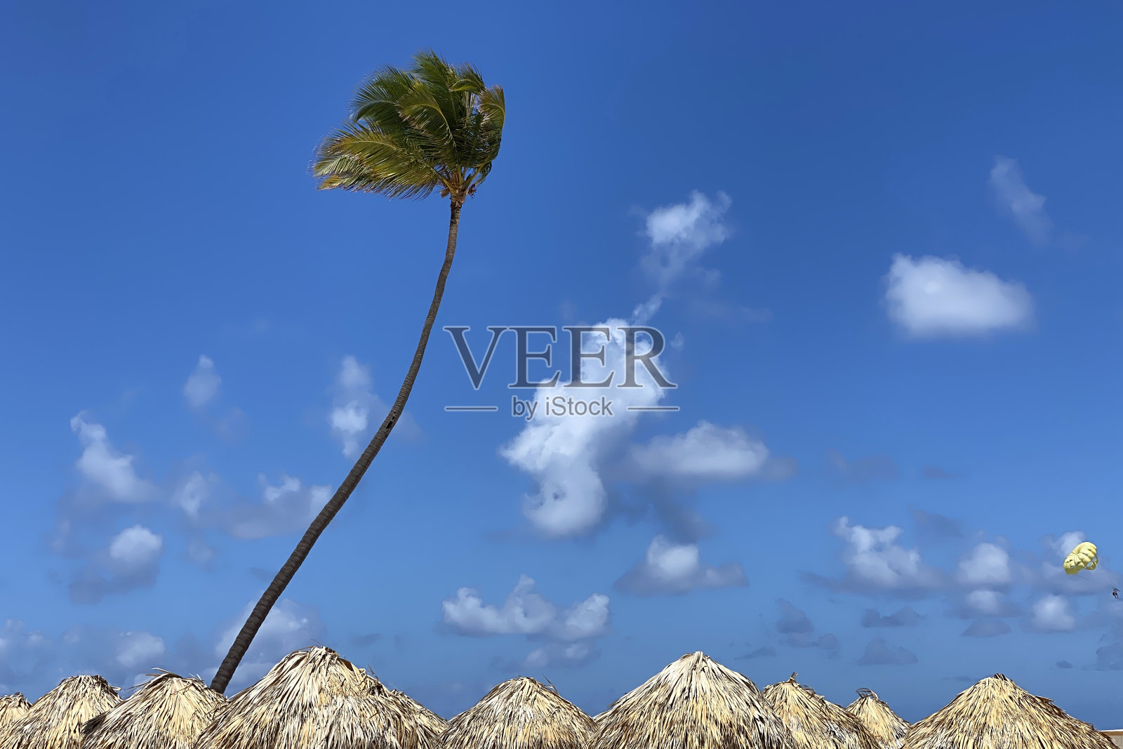 棕榈在茅草屋顶上照片摄影图片