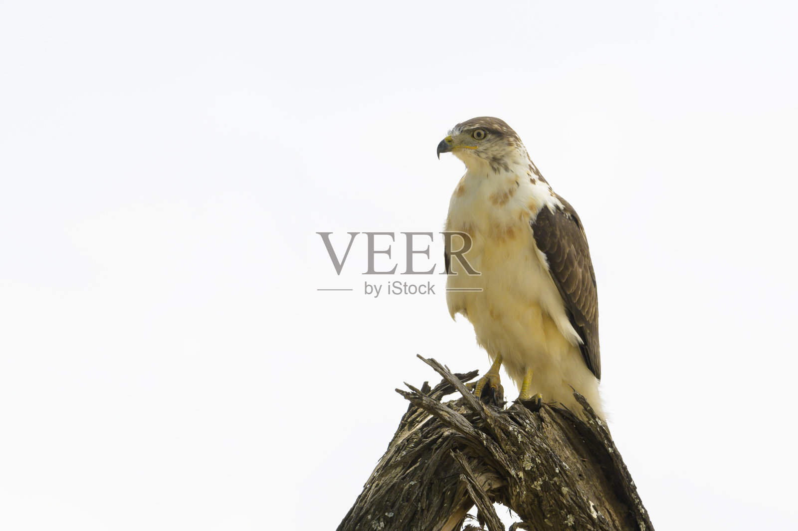 兀鹰(Buteo Augur)照片摄影图片