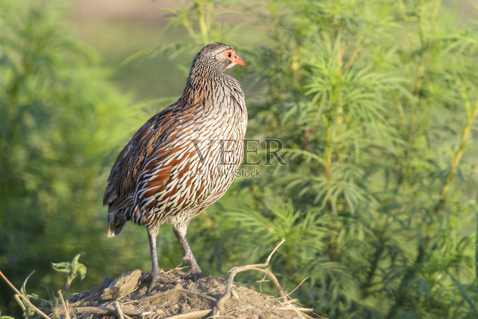 红颈Spurfowl(源自Francolinus)照片摄影图片