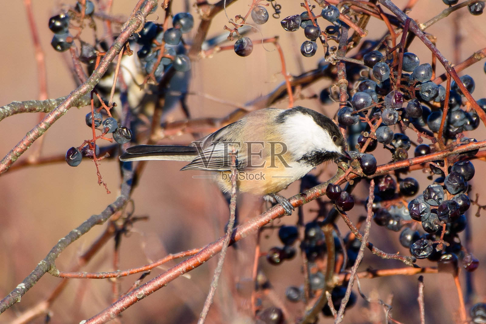 葡萄吃照片摄影图片
