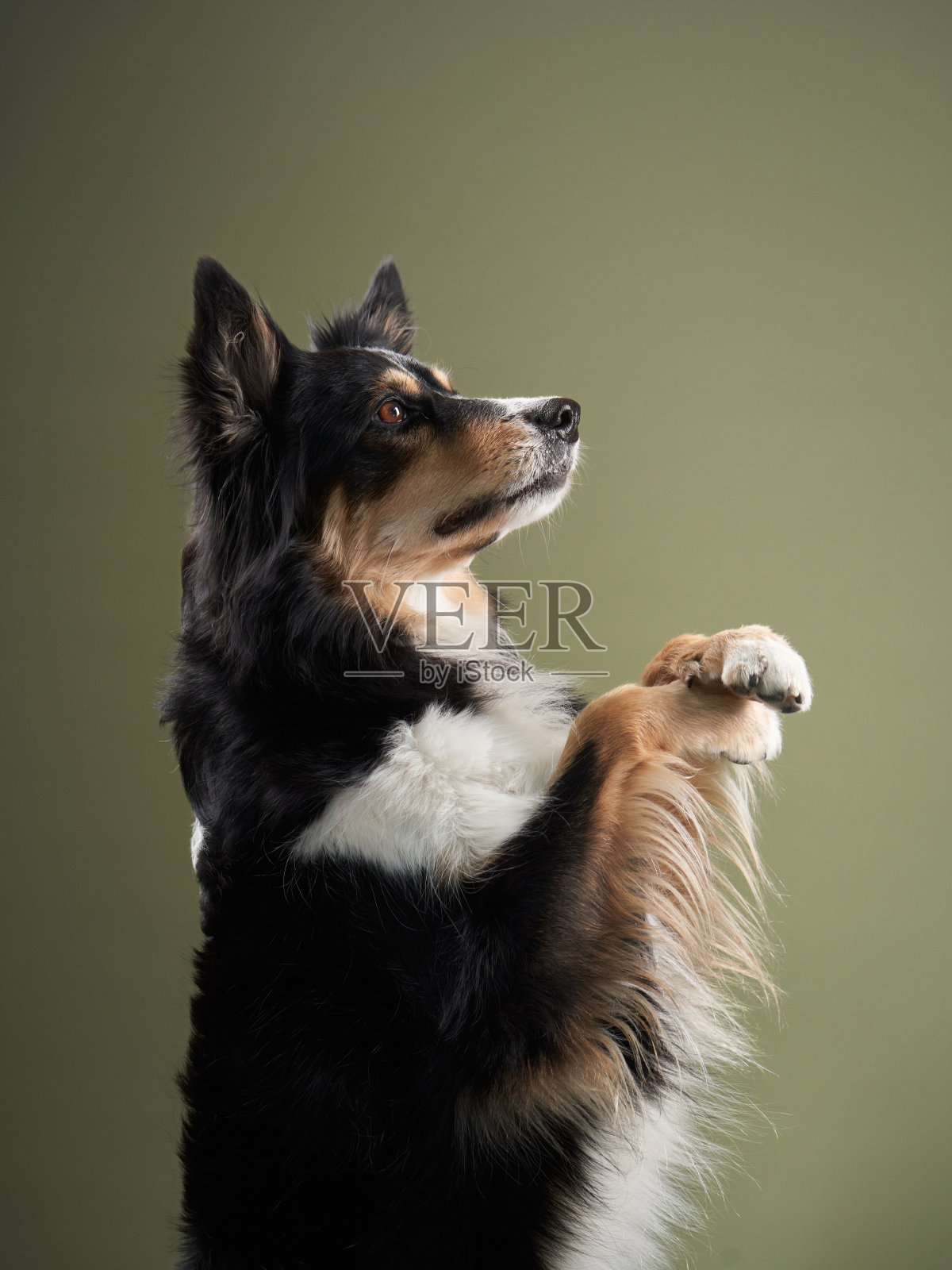 蓝色背景上的狗的肖像。可爱的边境牧羊犬照片摄影图片