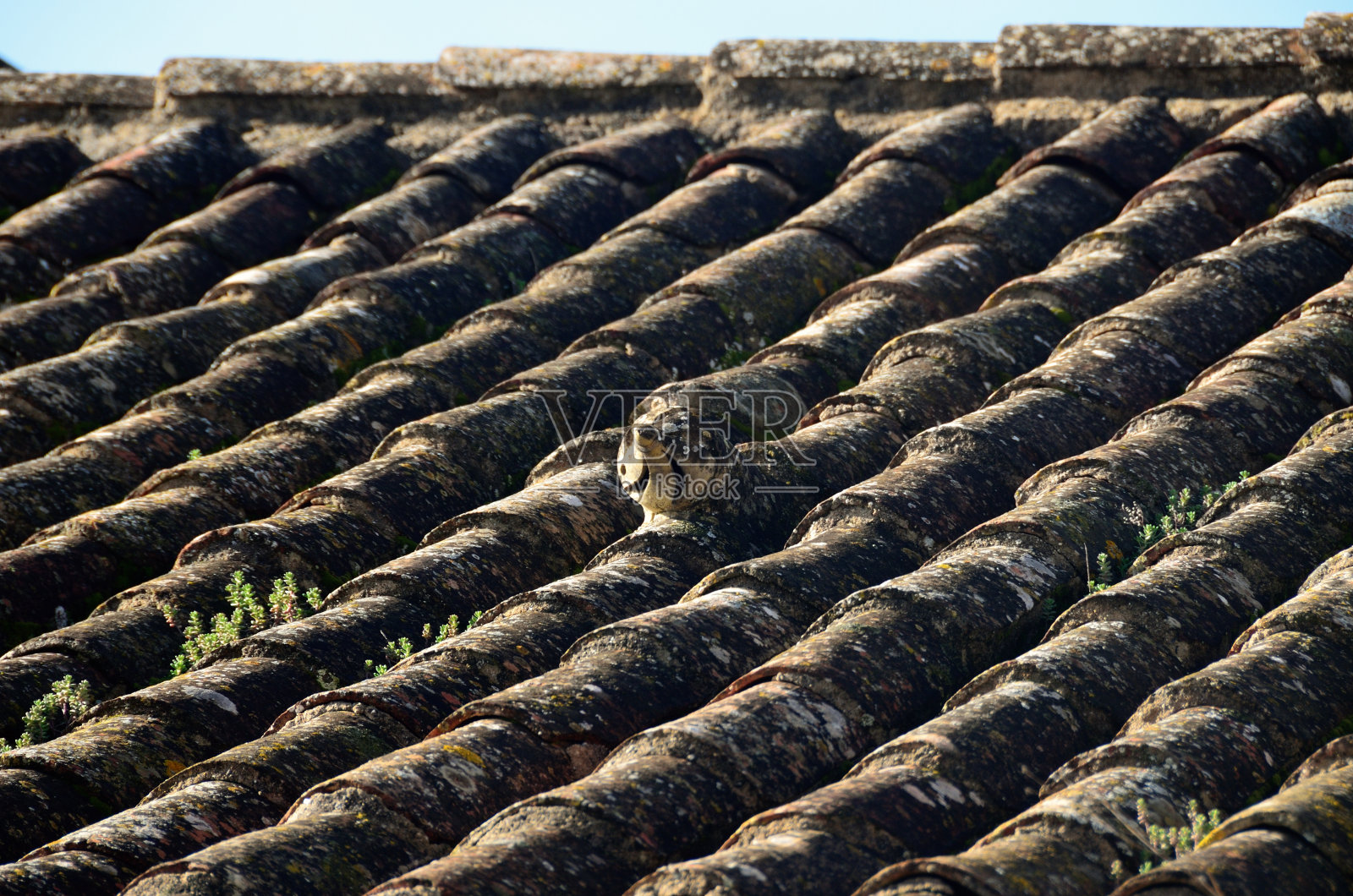 葡萄牙阿尔加维塔维拉的古老屋顶照片摄影图片