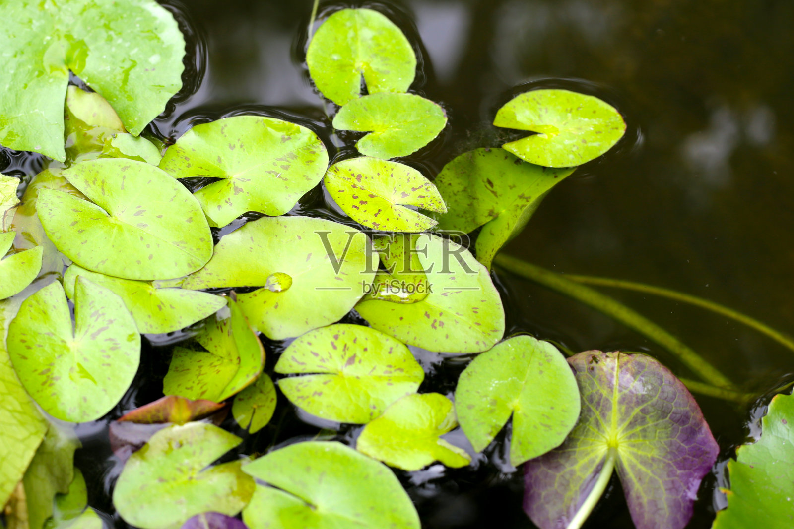 美丽的荷花和绿叶照片摄影图片