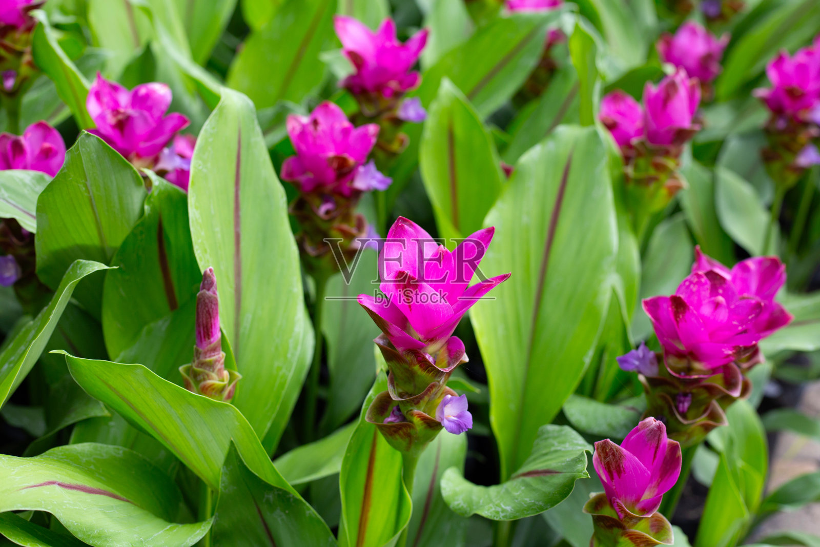 姜黄植物的粉红色花照片摄影图片