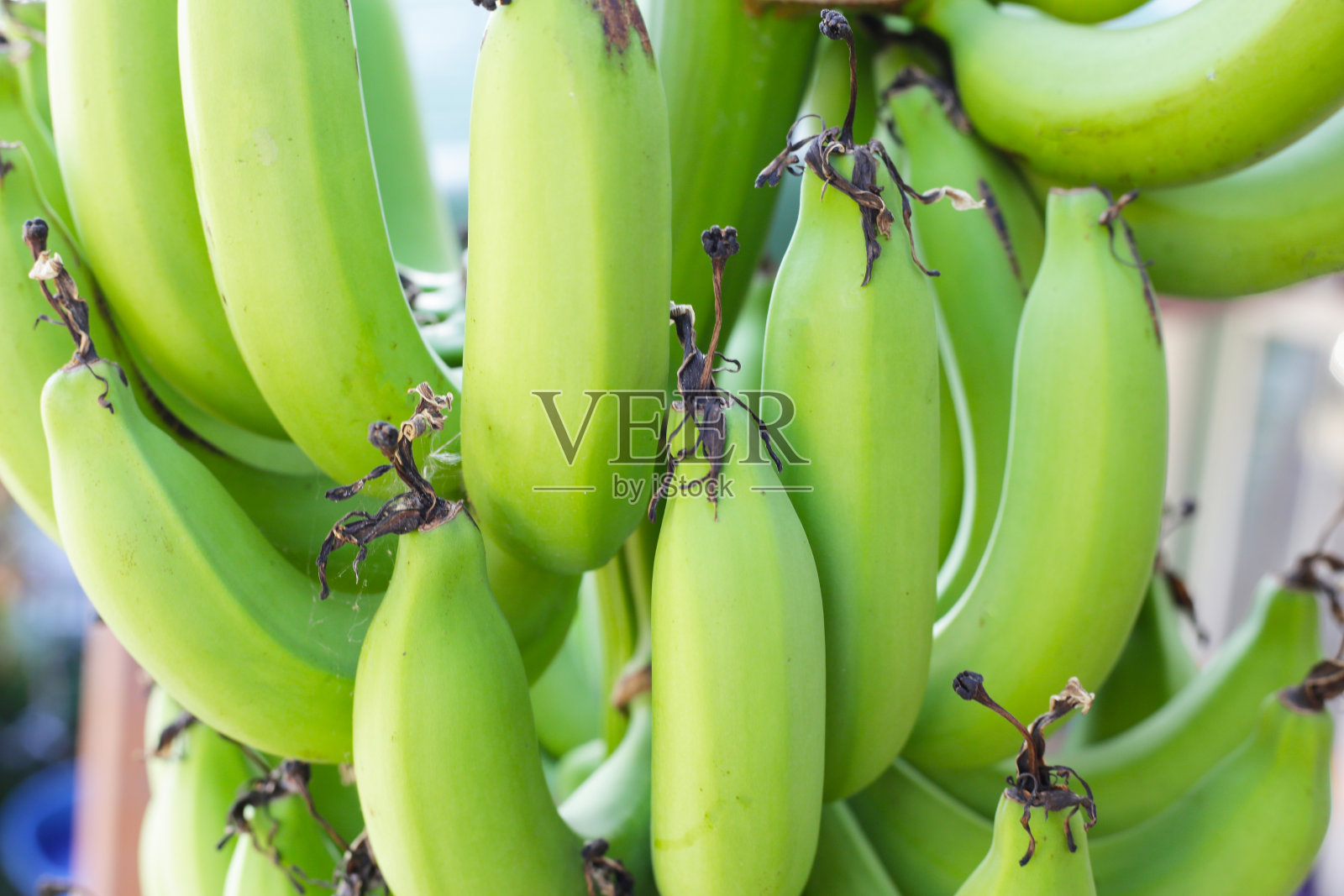 香蕉果实。一串香蕉照片摄影图片