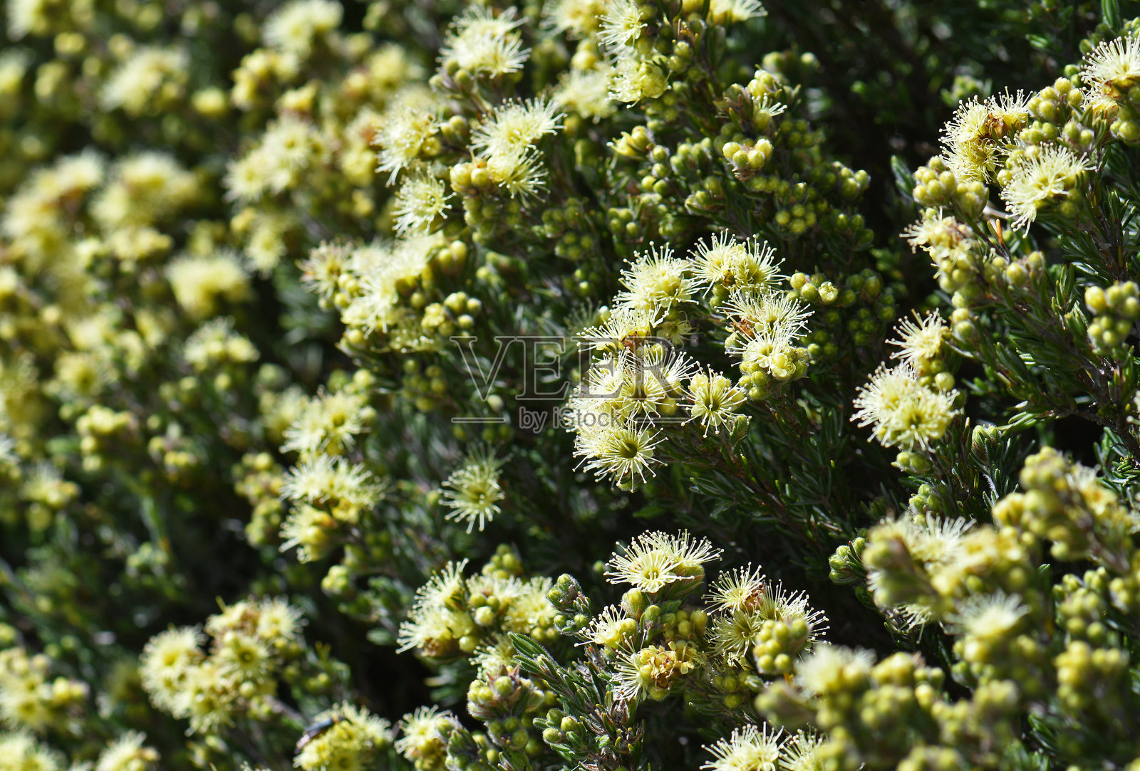 澳大利亚本土紫金娘科紫金娘的黄色花朵照片摄影图片