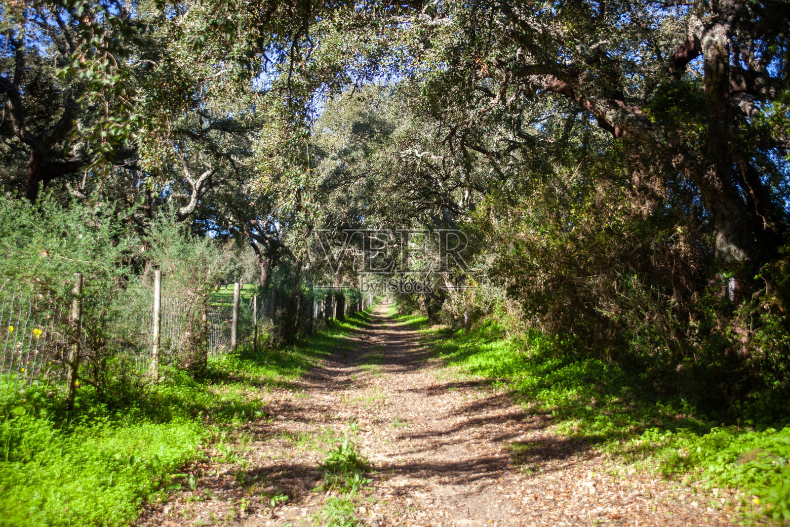 宁静的小路穿过阿连特茹。照片摄影图片