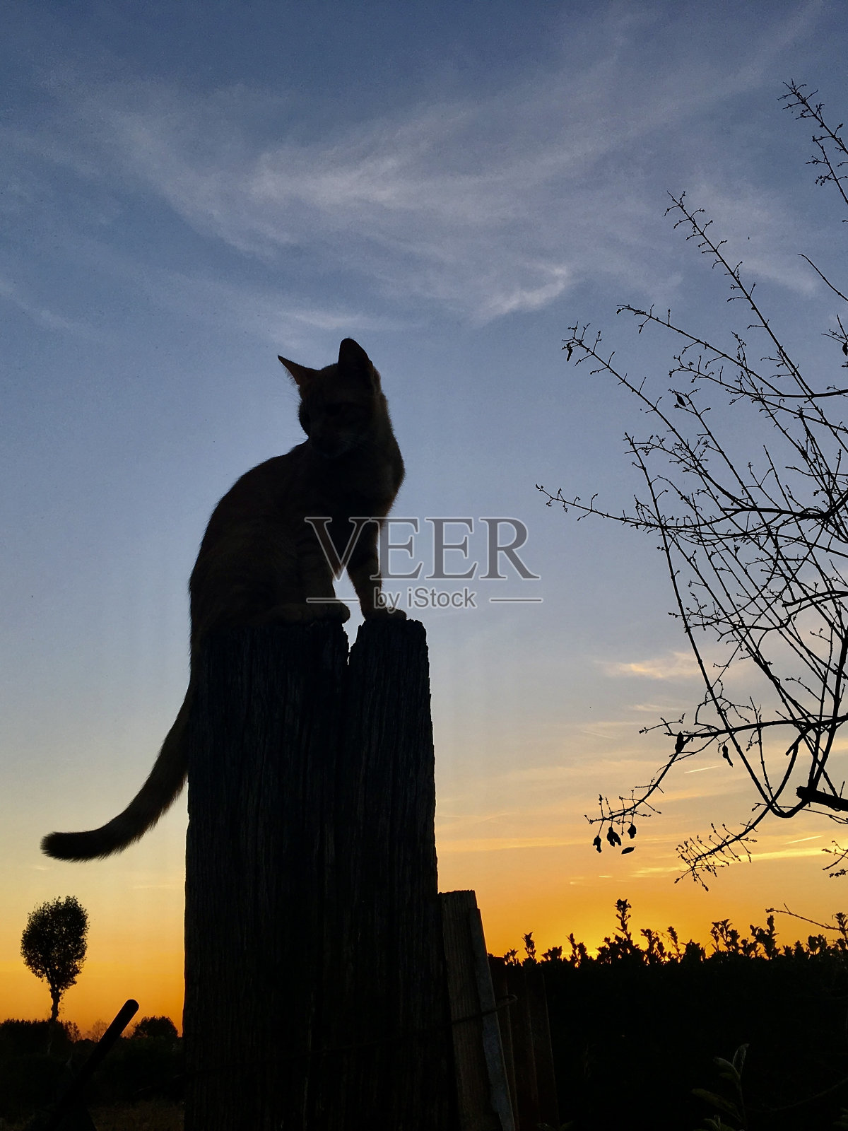 阴影中的猫照片摄影图片