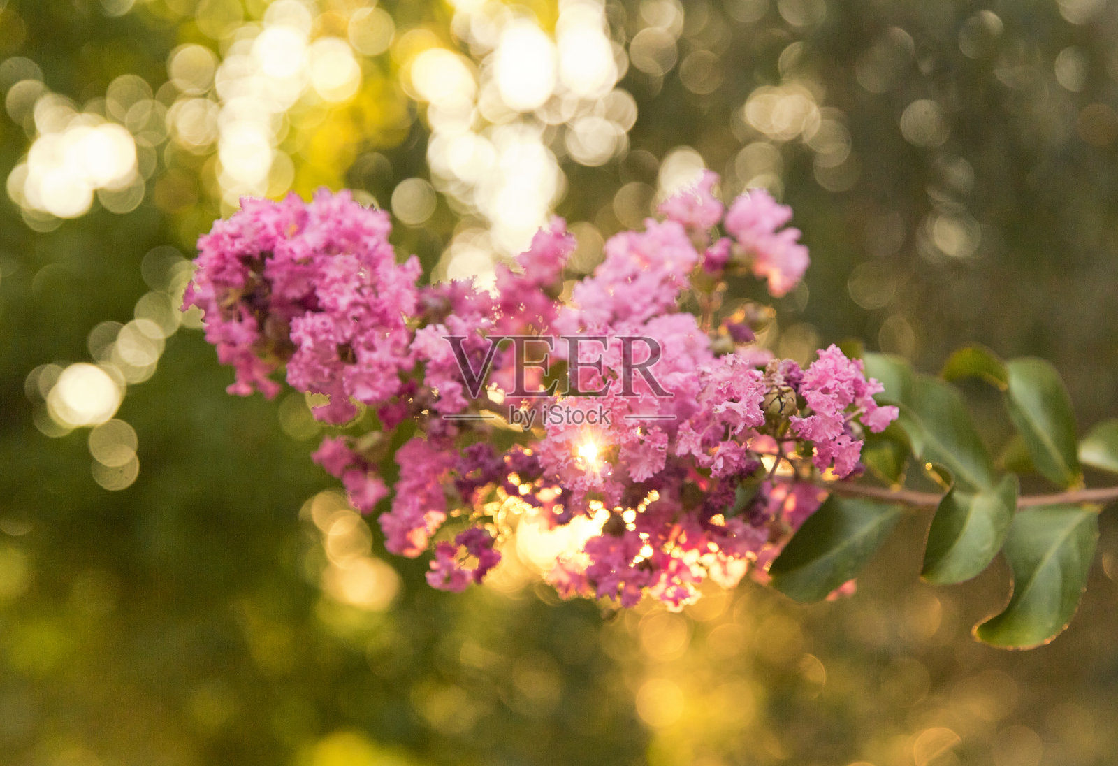 粉红色丁香花照片摄影图片