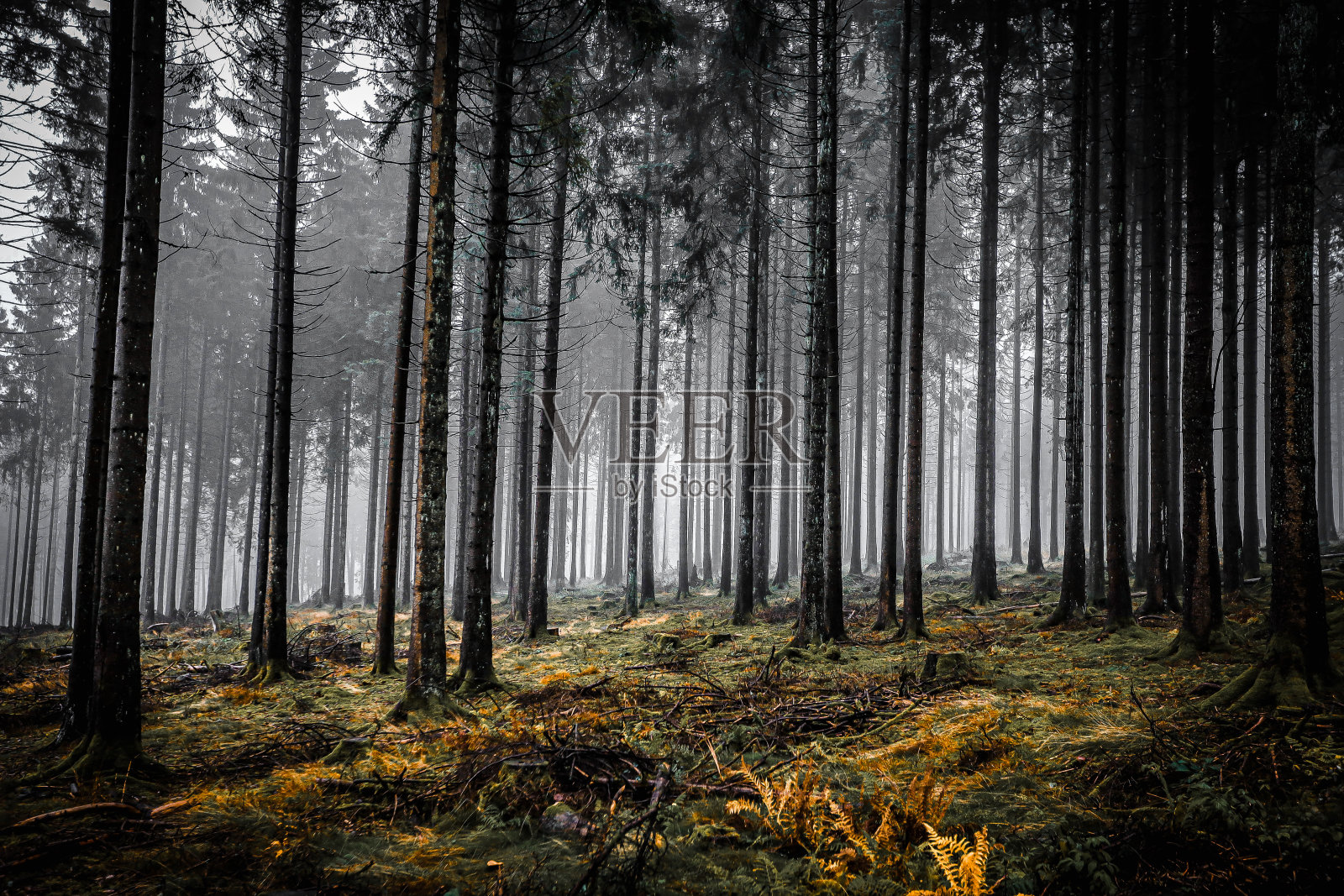 森林深处照片摄影图片