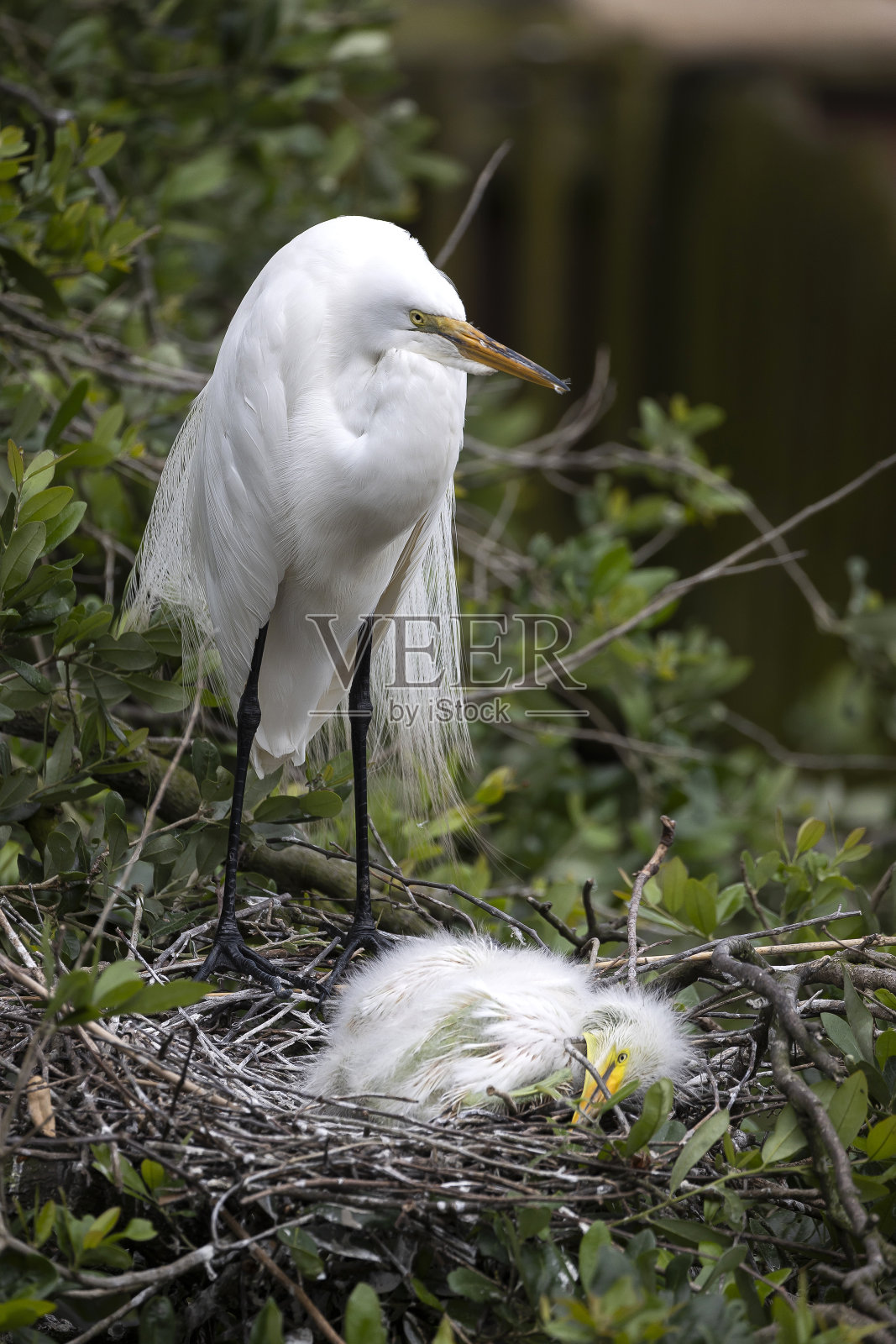 大白鹭照片摄影图片