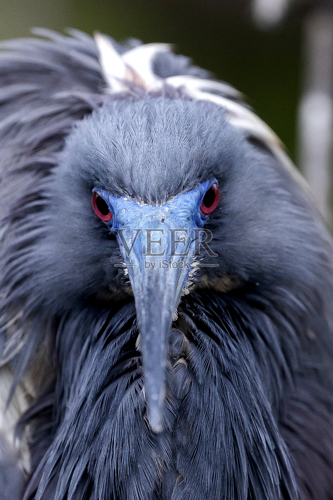 三色鹭照片摄影图片