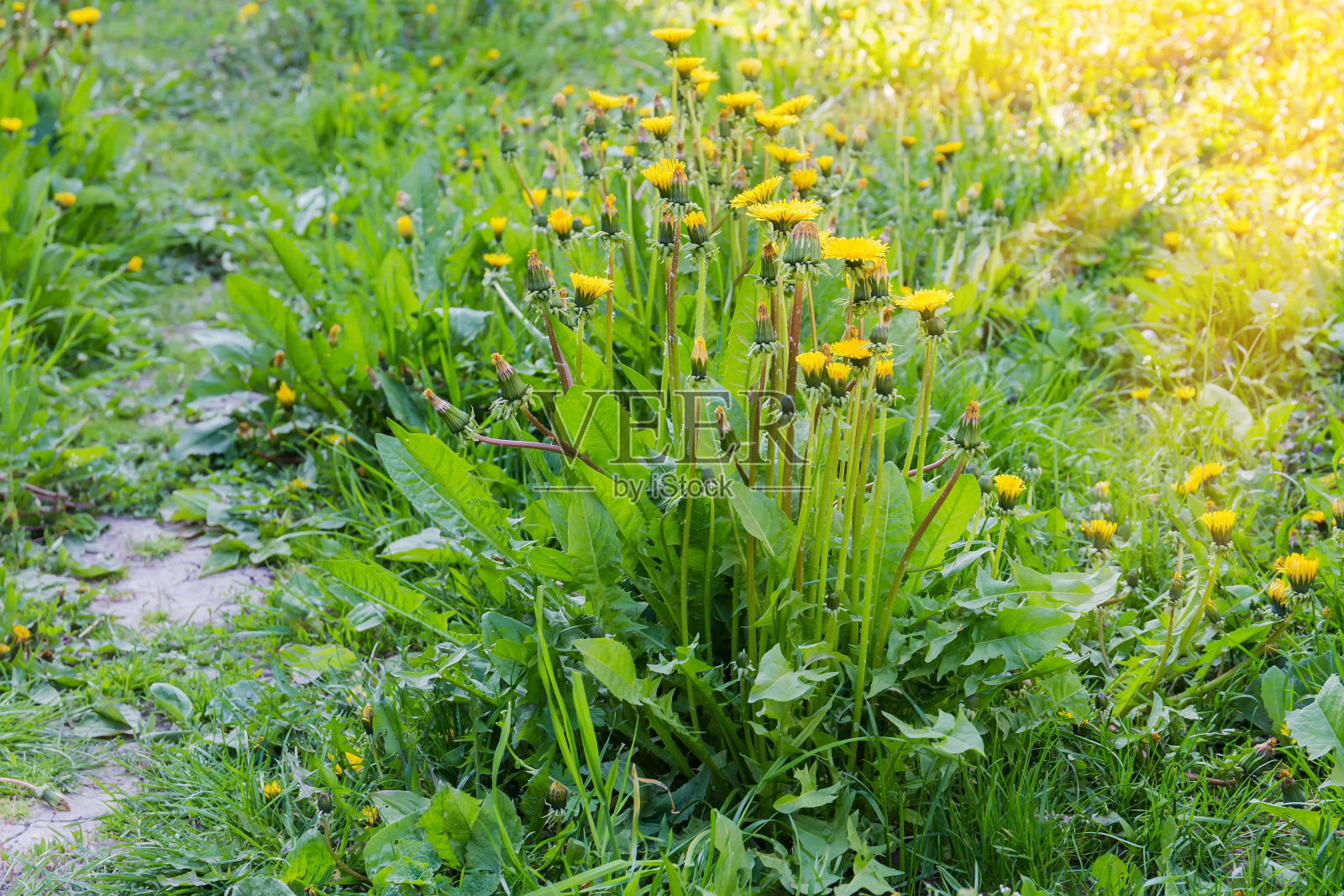 在阳光明媚的傍晚,蒲公英丛在阴凉处盛开照片摄影图片