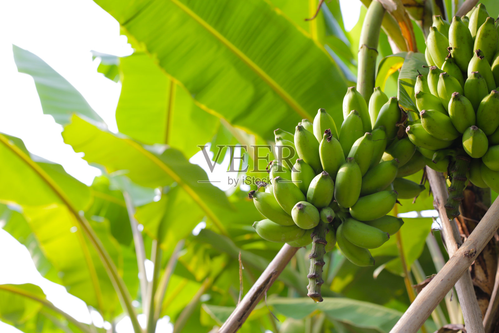 香蕉树上挂着一串新鲜的绿香蕉照片摄影图片