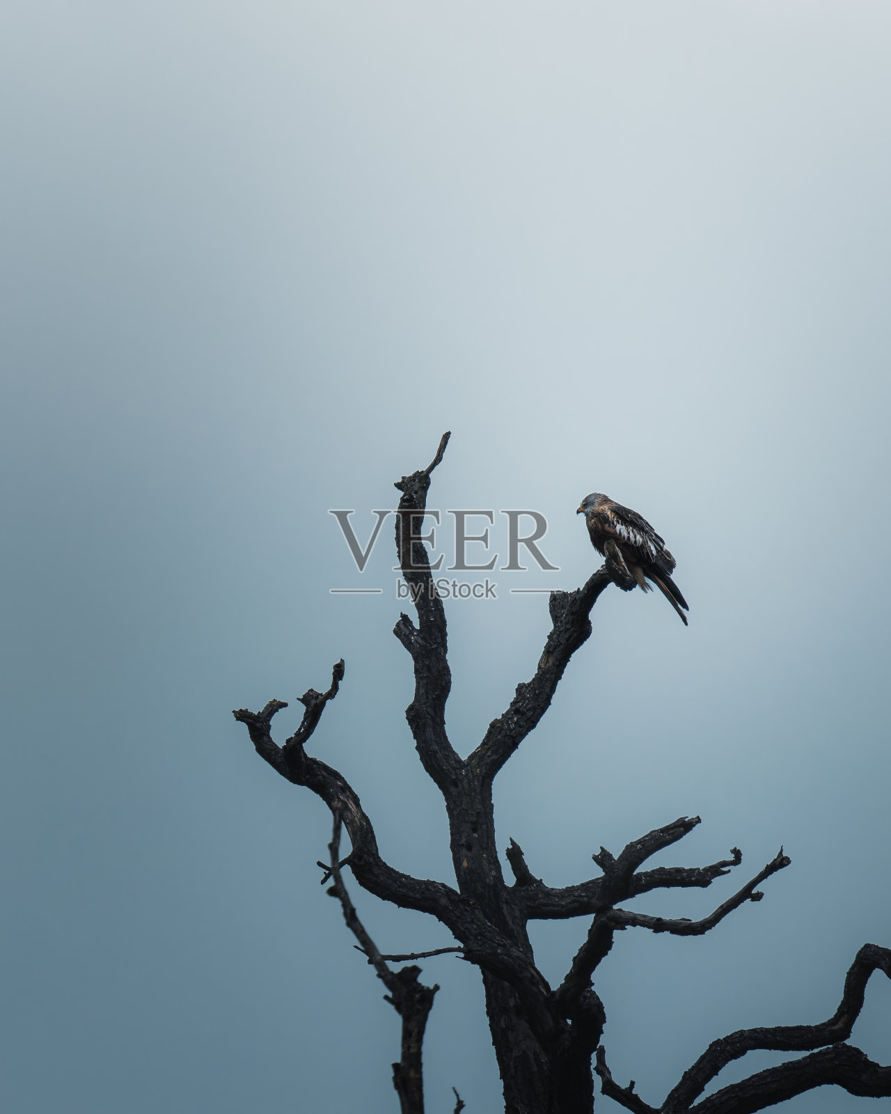 在多云的天空下,光秃秃的树上的黑色风筝照片摄影图片