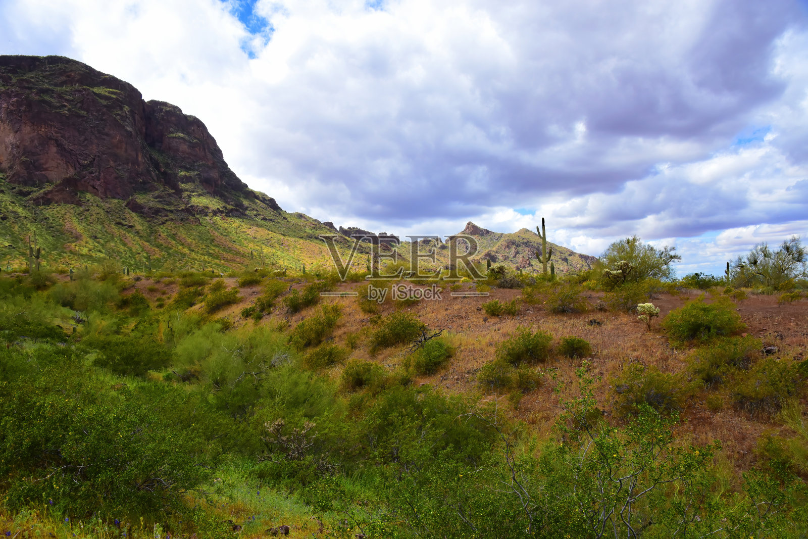 索诺拉沙漠亚利桑那州皮卡乔峰州立公园照片摄影图片