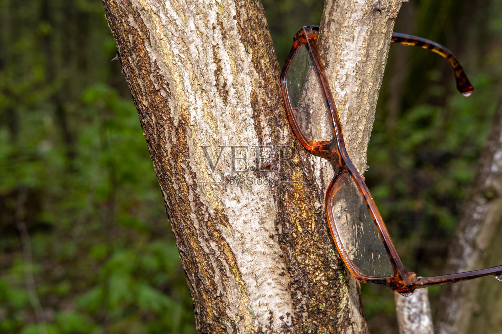 丢了的玻璃杯挂在树叉上照片摄影图片