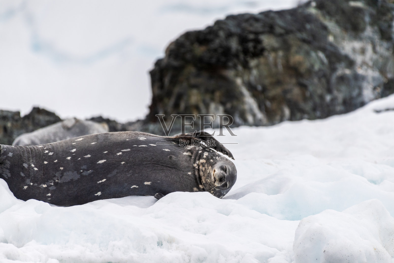 威德尔海豹在冰上休息照片摄影图片