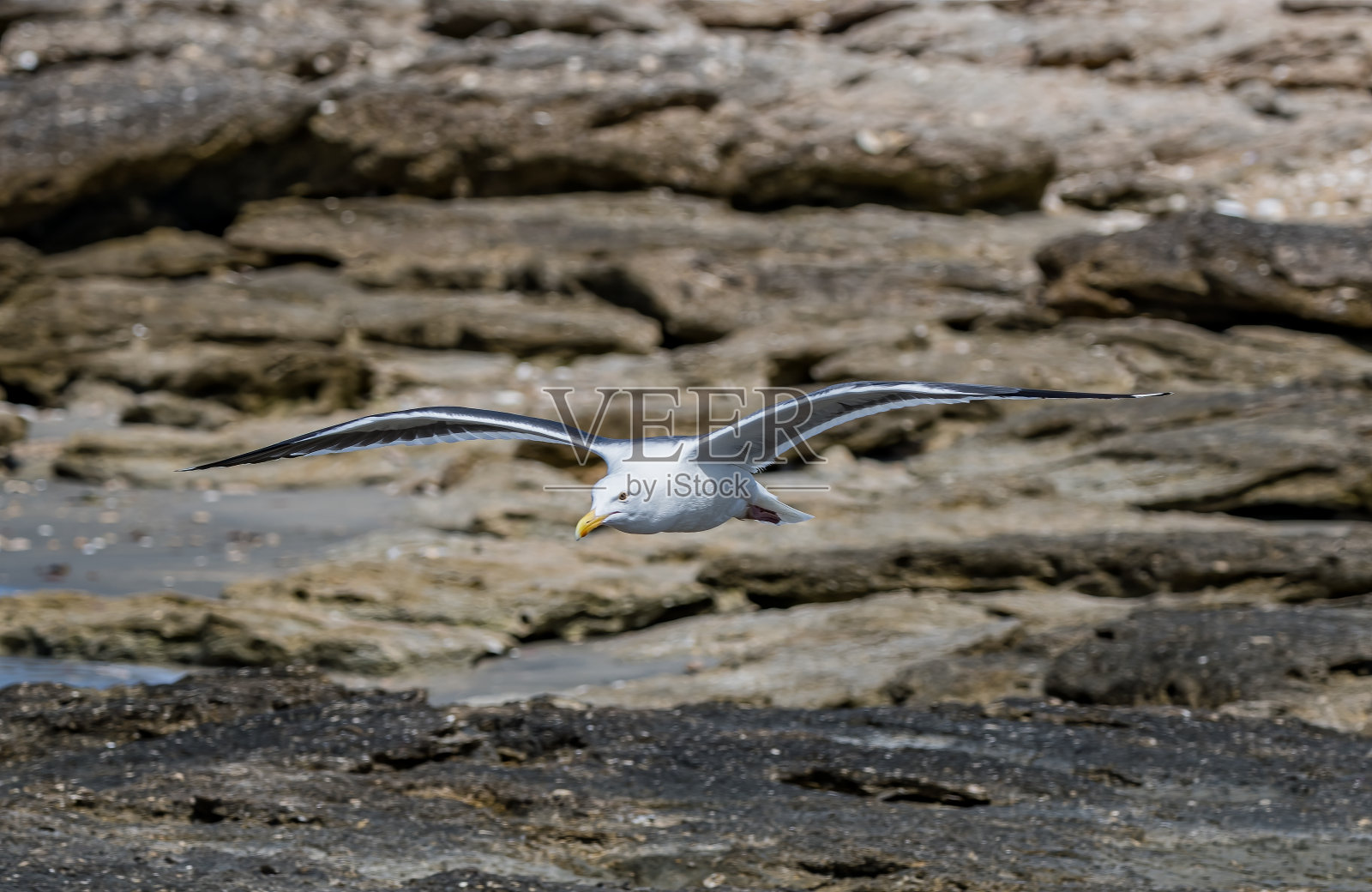 西鸥(Larus occidentalis)是一种大型白头鸥,生活在北美西海岸和太平洋上。圣伊格纳西奥泻湖,下加利福尼亚南部,墨西哥。站着。照片摄影图片
