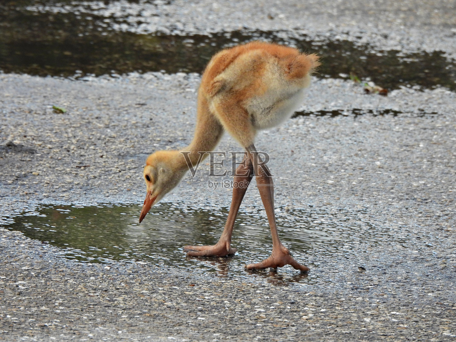 沙丘鹤(Grus Canadensis) -小马从街上的水坑喝水照片摄影图片