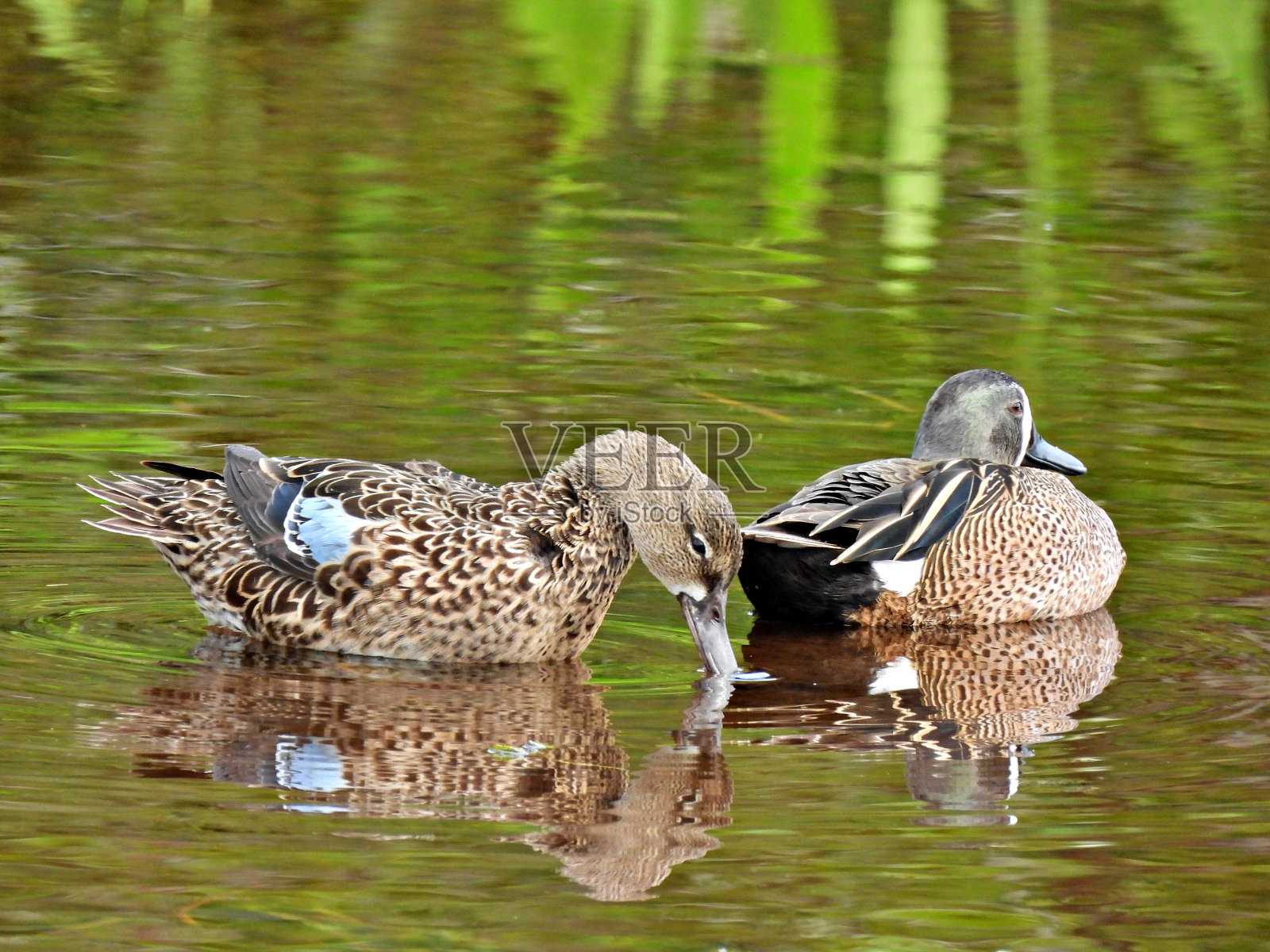 蓝翅鸭(Anas discors)——湖中的雌雄鸭照片摄影图片