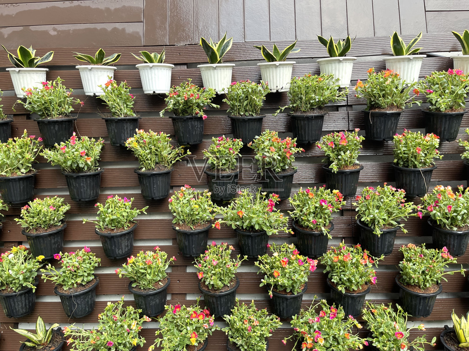 垂直园林装饰思路照片摄影图片