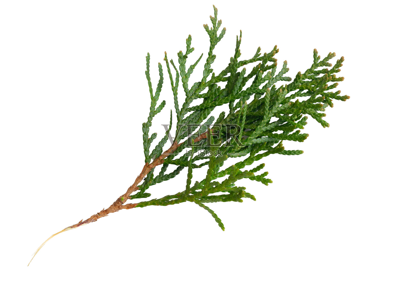 翠绿的树枝在白色孤立的背景上照片摄影图片