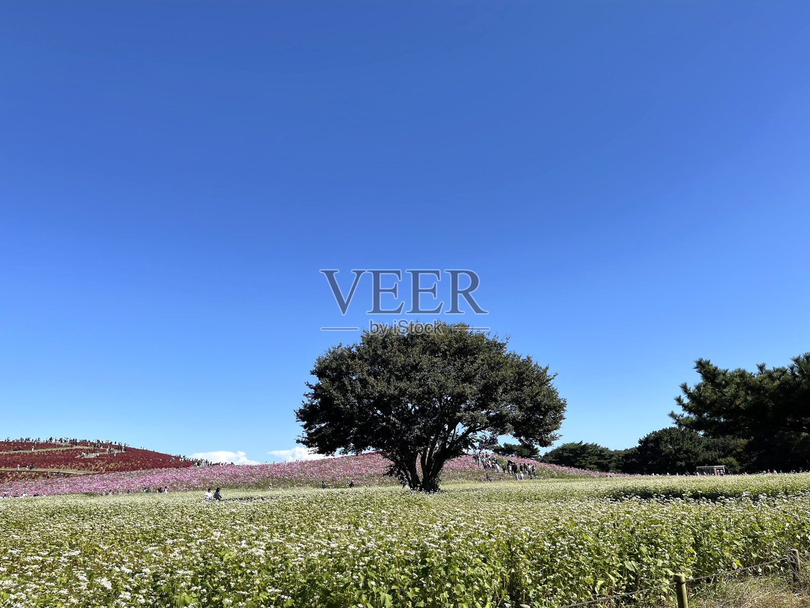 蓝天和公园里美丽的绿树作为背景照片摄影图片