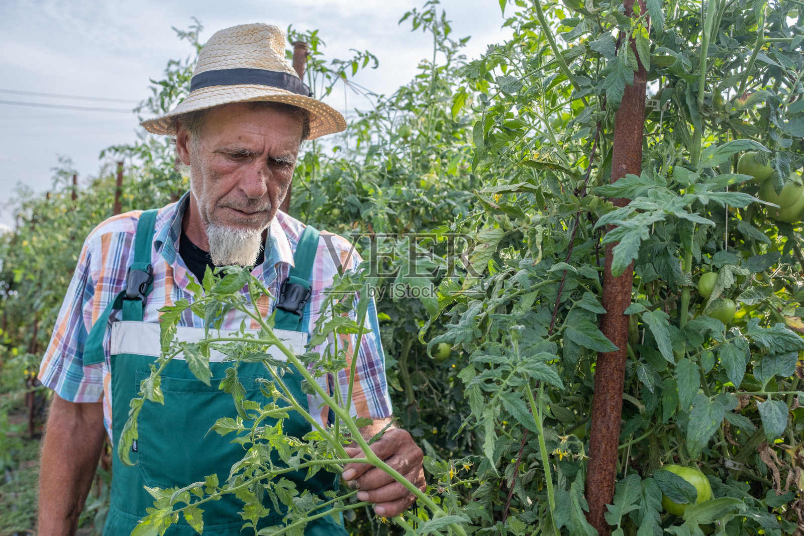 一位农民在番茄地里干活。照片摄影图片
