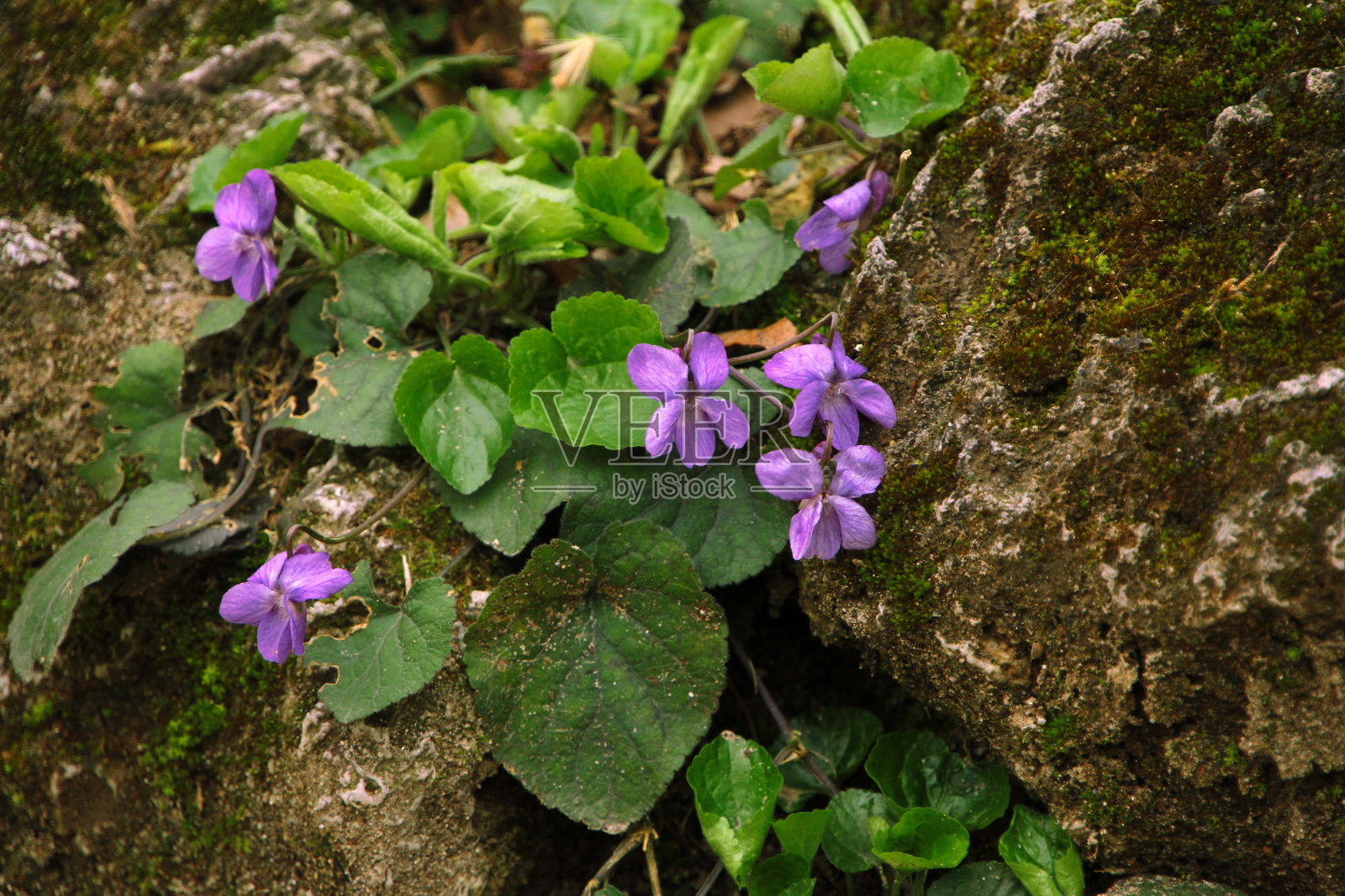 野紫味照片摄影图片