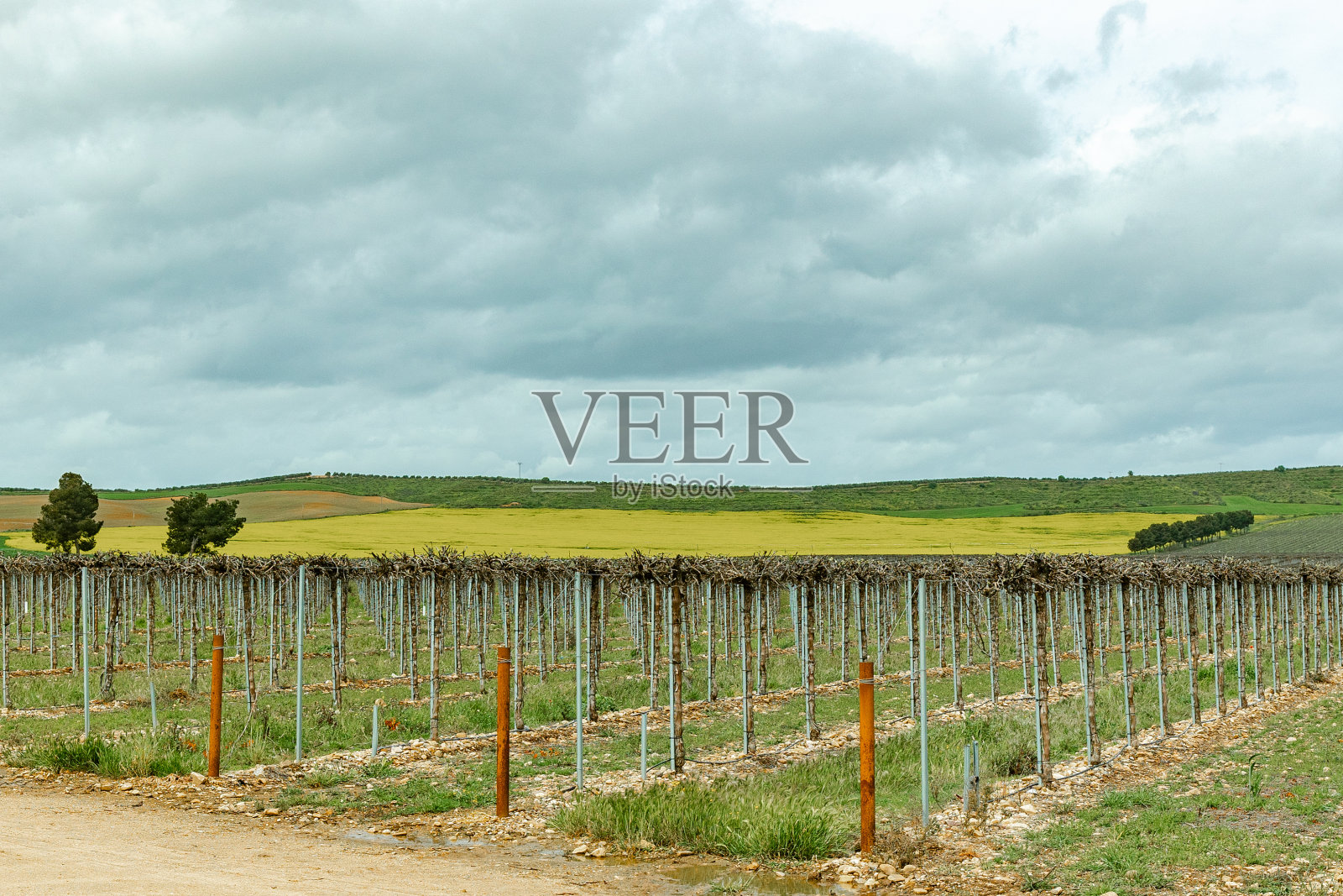 葡萄园的种植,负责任和高效的滴灌种植照片摄影图片