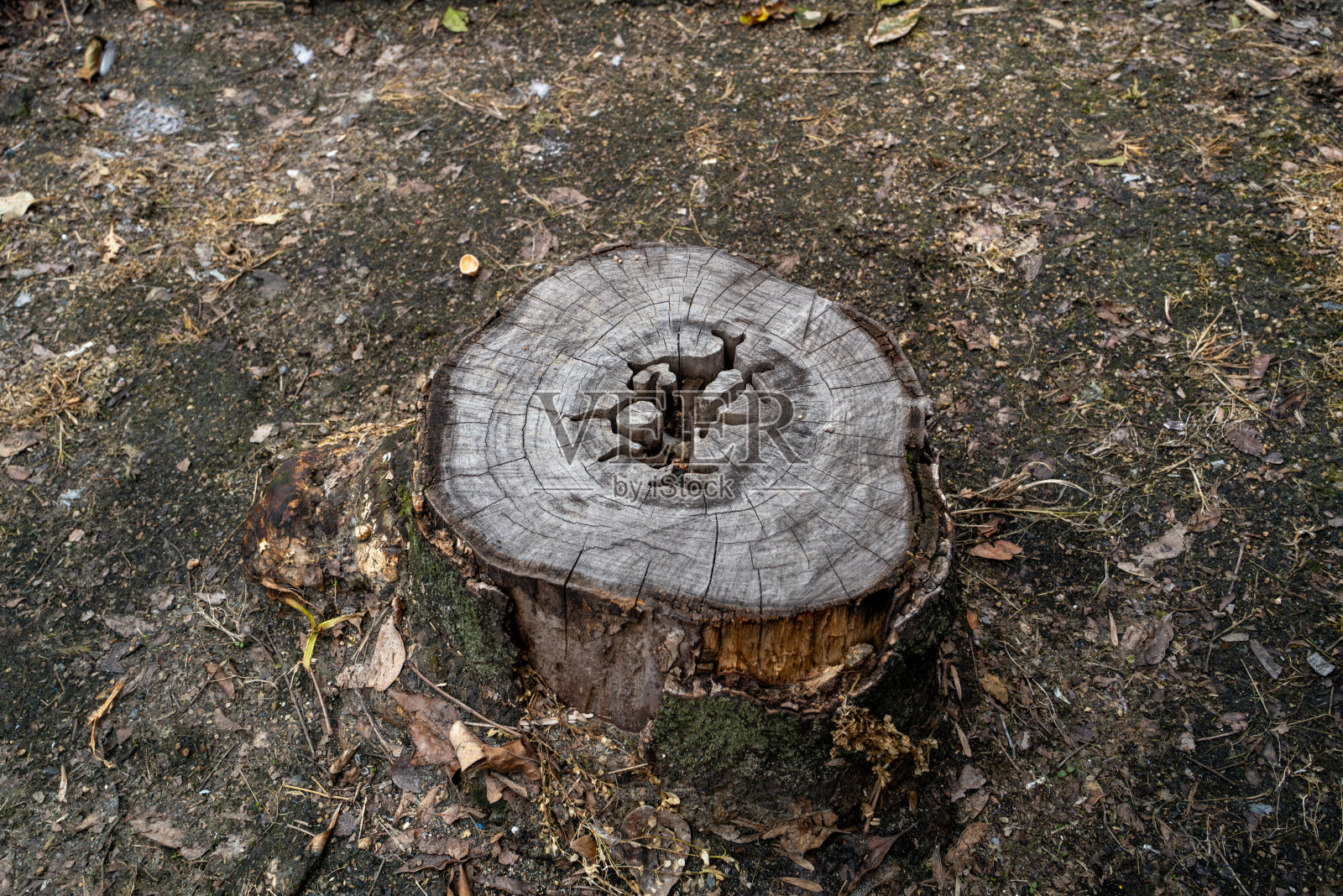 树桩照片摄影图片