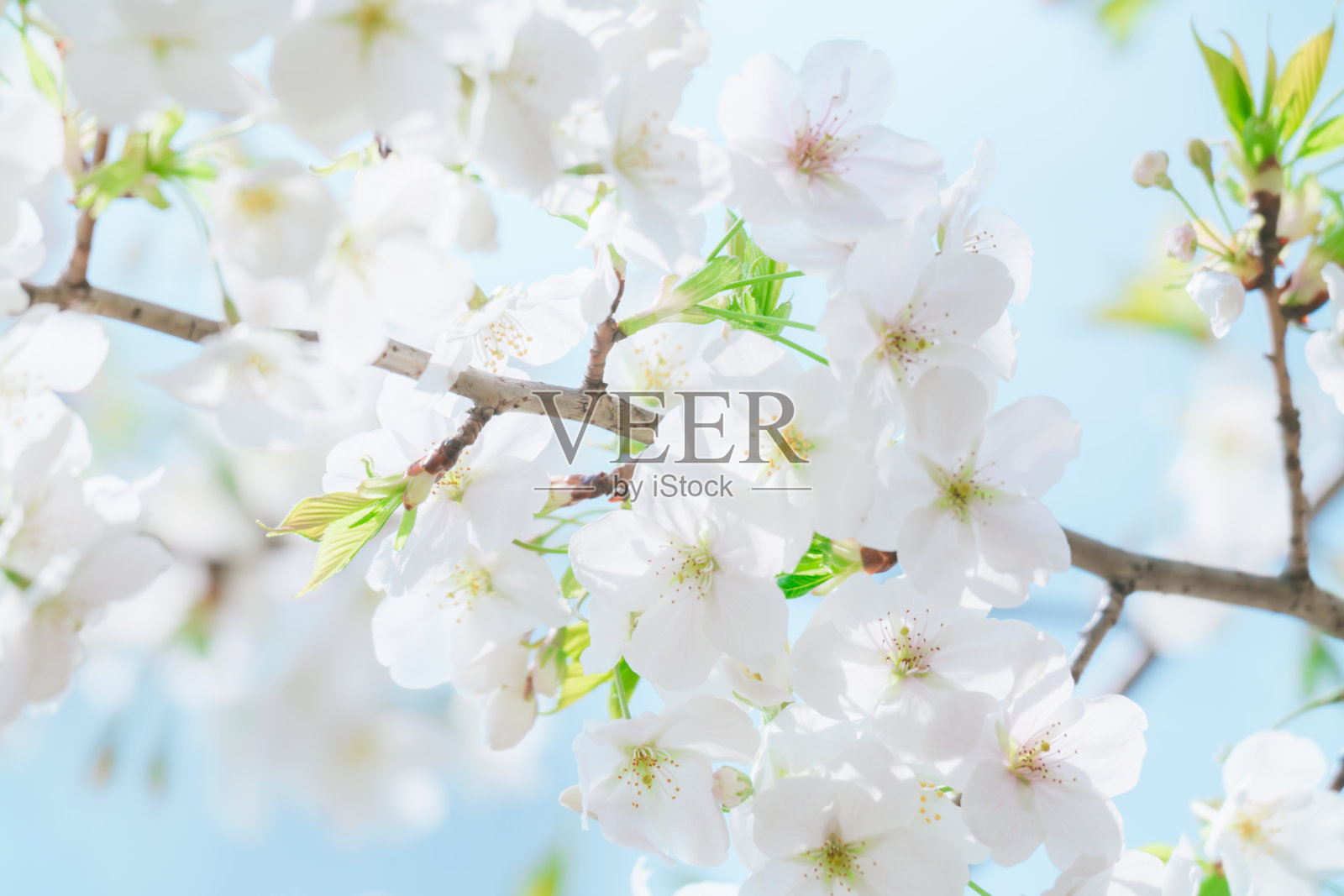 2024年4月,东京樱花盛开照片摄影图片