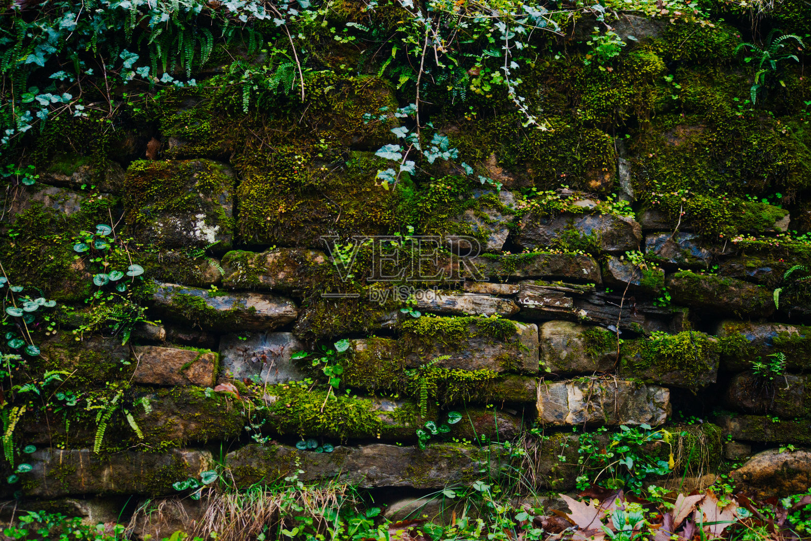 雨季的绿色植物:宁静路边的叶子照片摄影图片