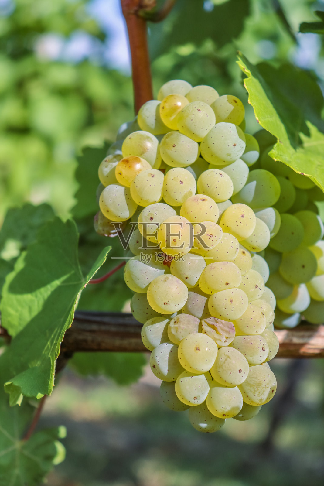 大而成熟的白葡萄挂在树枝上的特写。葡萄种植。葡萄农场。又大又好吃的绿葡萄串。蓝天为背景。选择性聚焦。照片摄影图片