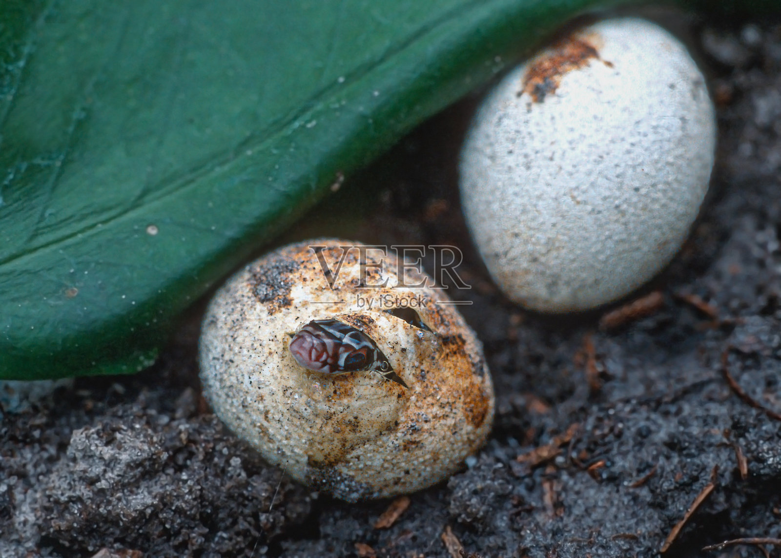 黑色赛车蛇。其中一个正在孵化,可以看到海湾的头部。照片摄影图片