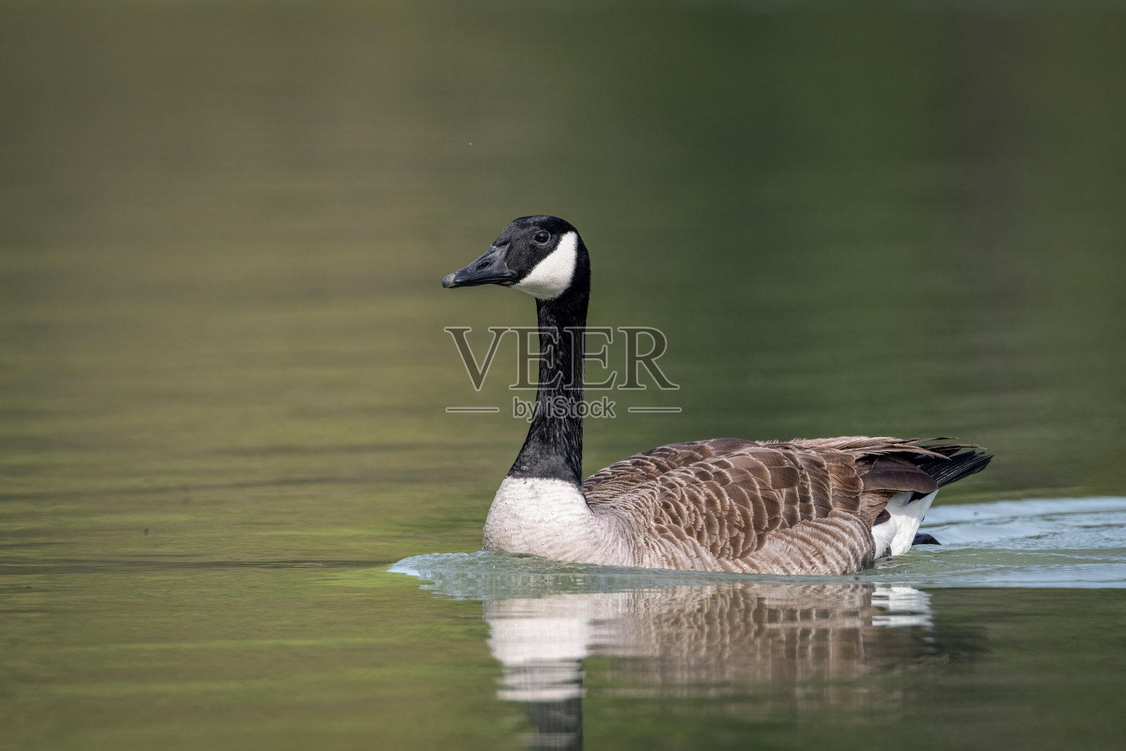 黑额黑雁照片摄影图片
