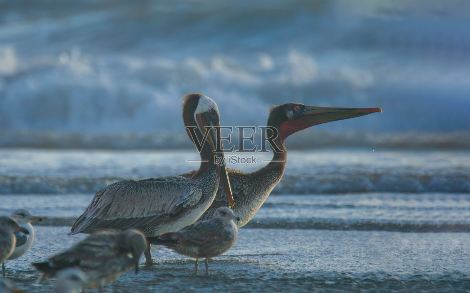 下加利福尼亚州罗萨里托海滩的褐鹈鹕和加利福尼亚海鸥照片摄影图片