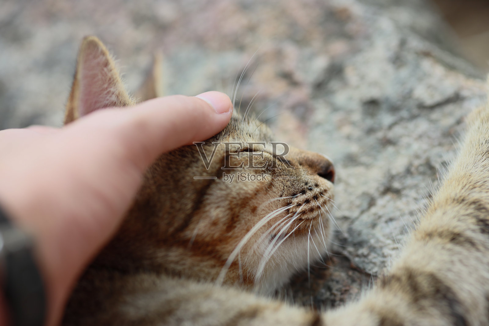 猫在安详地睡觉,橙色的猫照片摄影图片