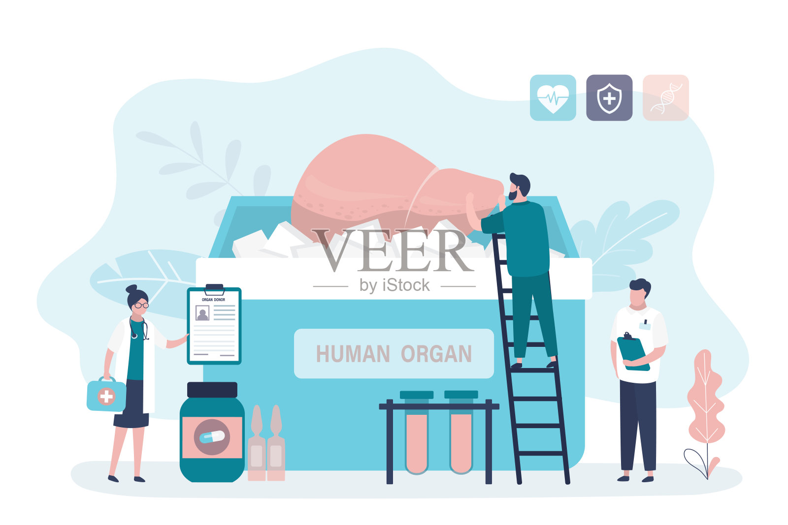 移植医生和外科医生团队评估供肝移植患者的质量和健康。供体人体器官解剖健康肝脏。插画图片素材