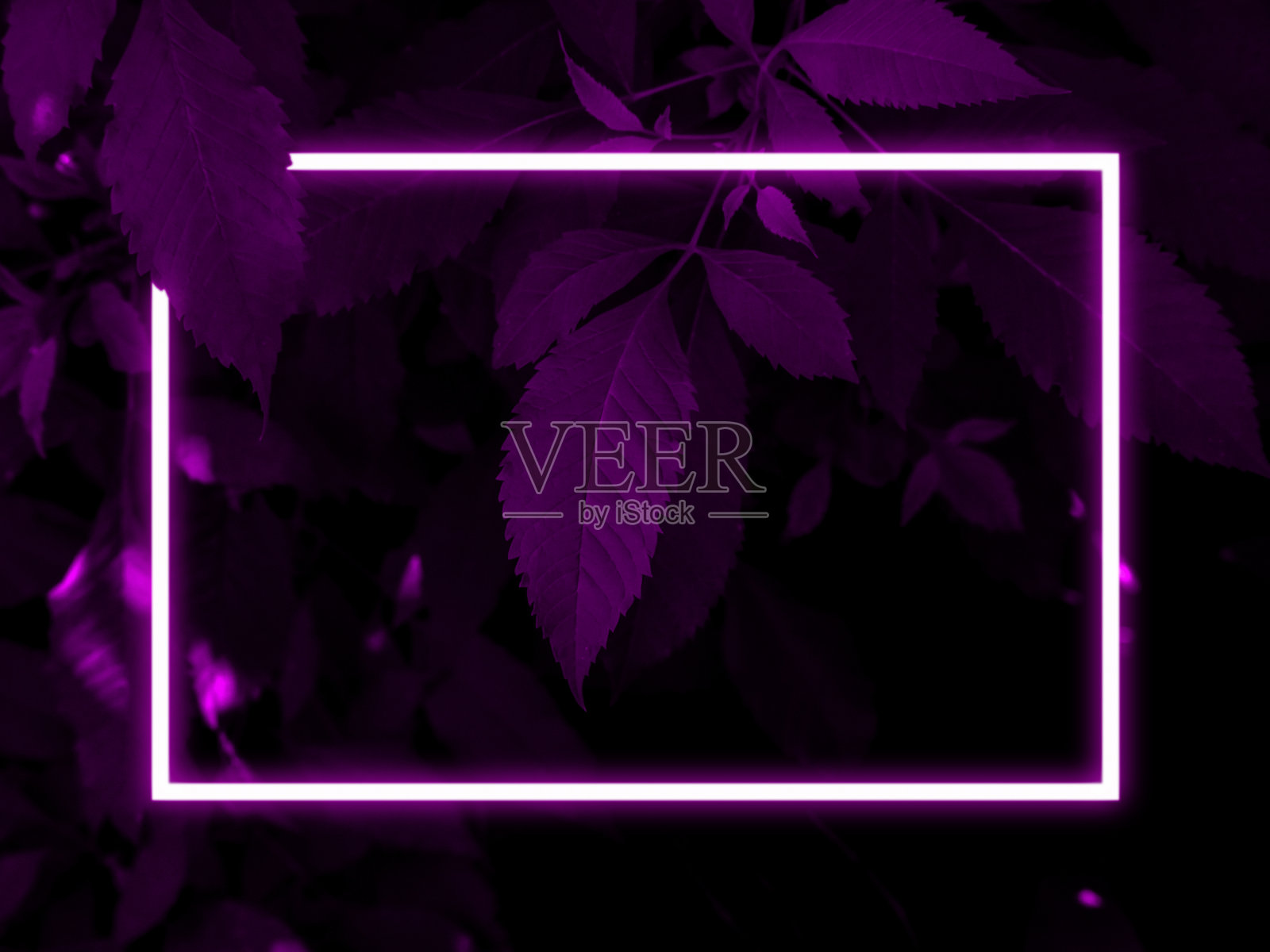 深色树叶树背景,粉红色霓虹灯和矩形形状照片摄影图片