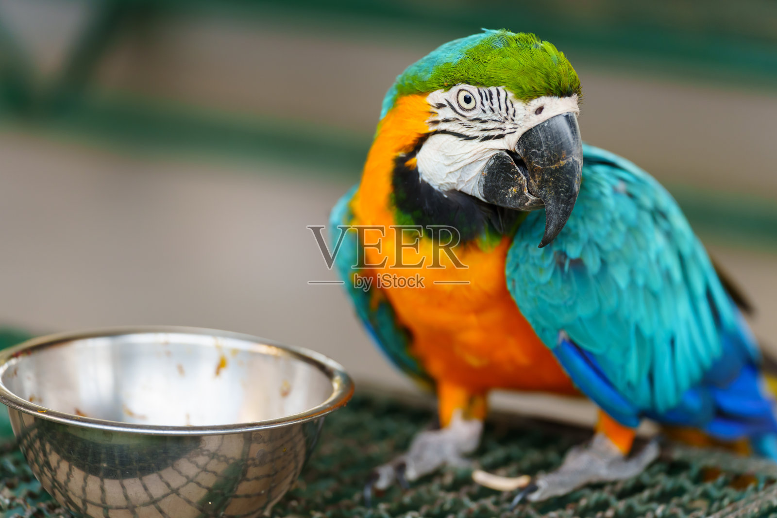 蓝黄金刚鹦鹉(Ara ararauna),又称蓝金金刚鹦鹉的食材照片摄影图片