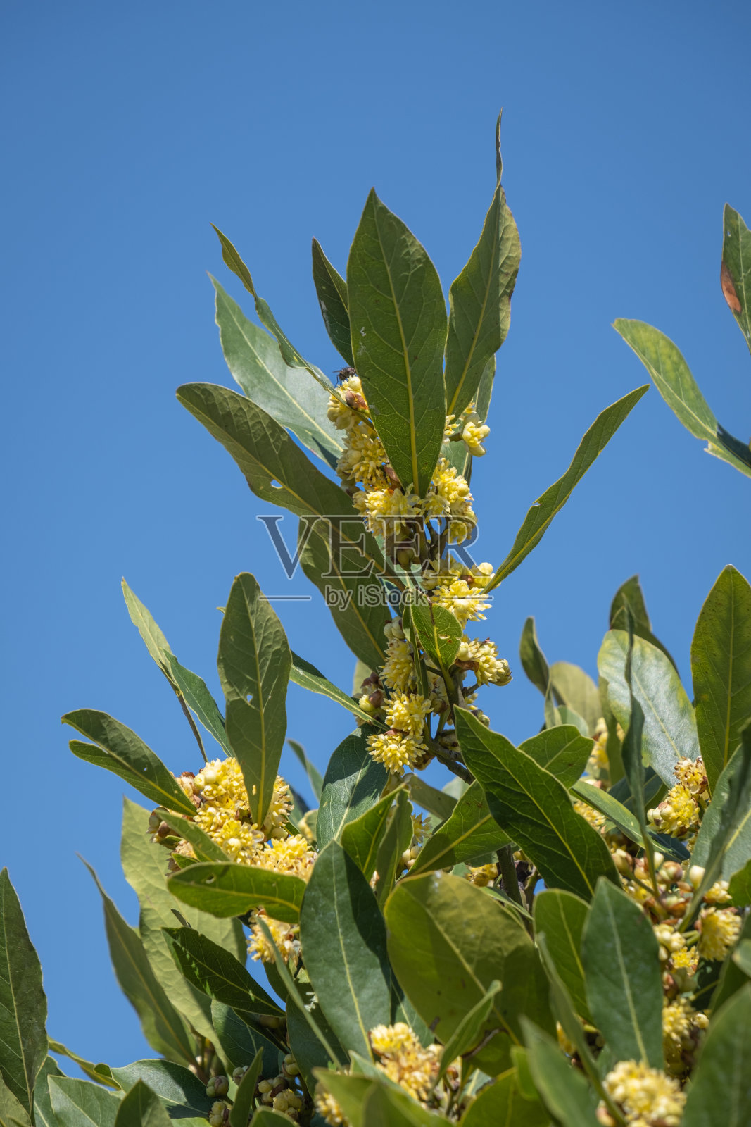 月桂树枝上的叶子和芽。树湾。照片摄影图片