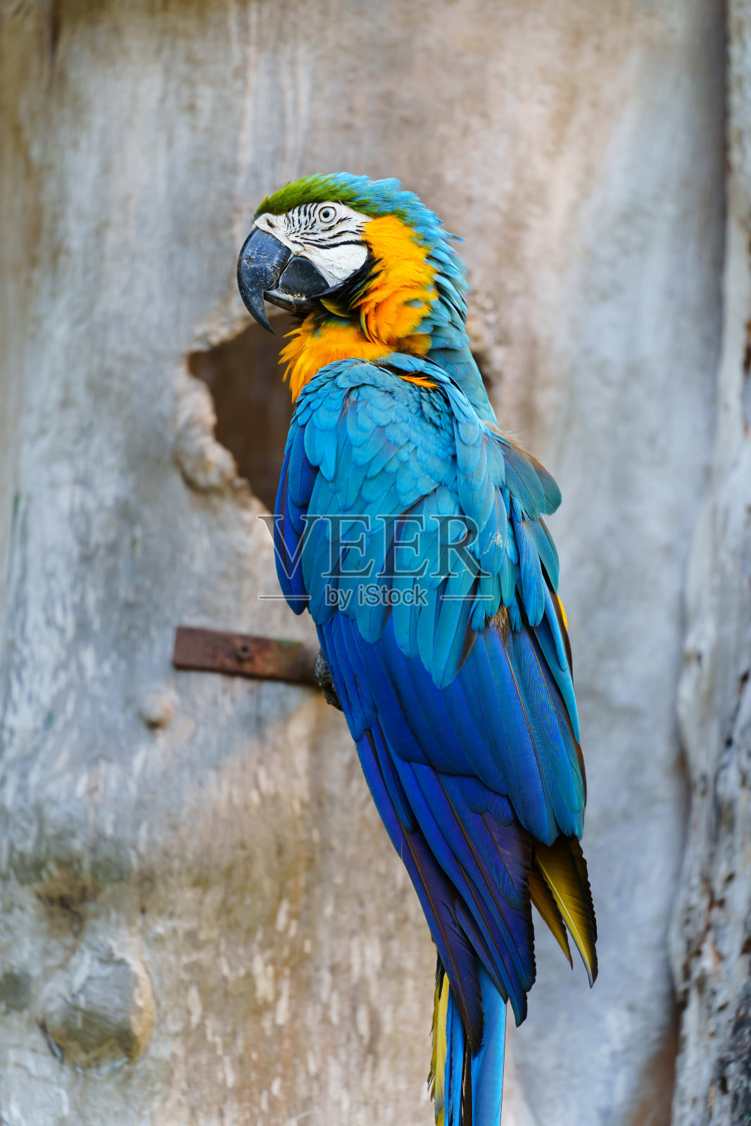 蓝黄金刚鹦鹉(ararauna),又称蓝金金刚鹦鹉照片摄影图片