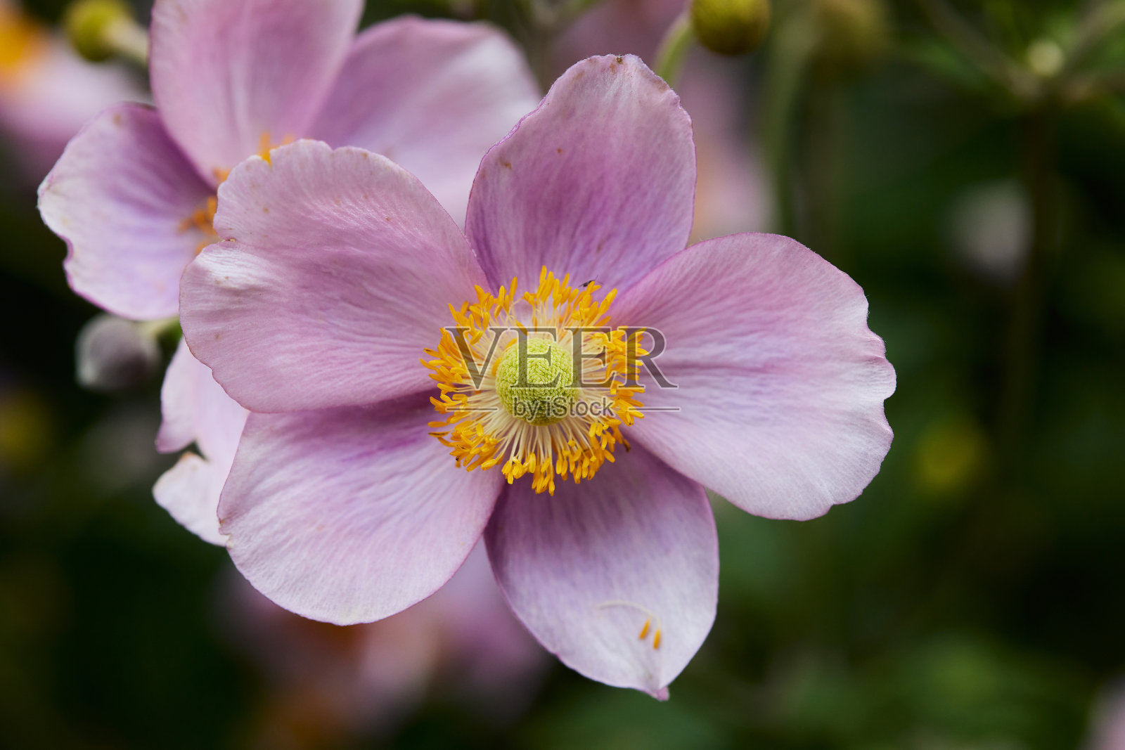 在德国巴伐利亚州花园里的一朵花上飞翔照片摄影图片