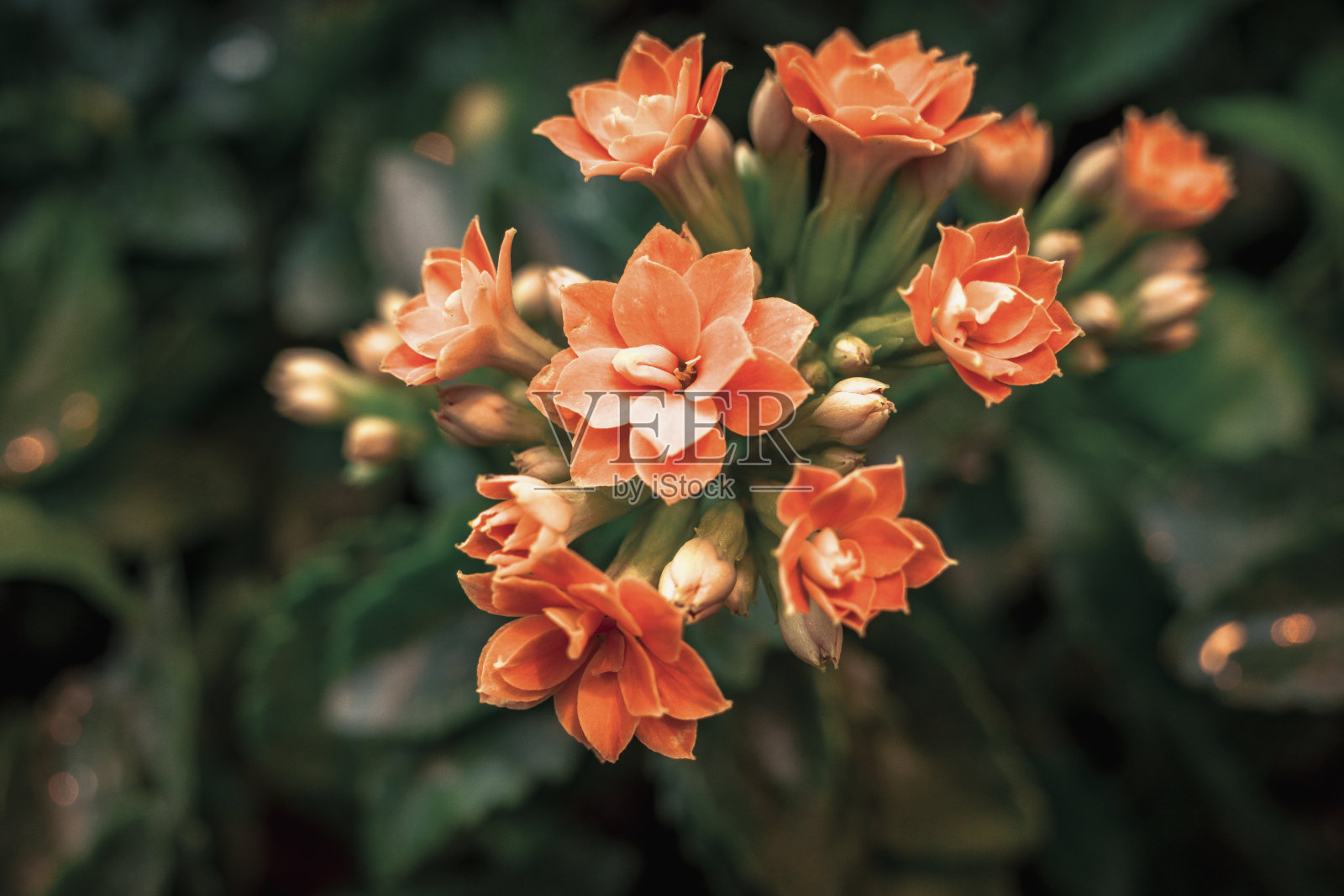 开在浓密植物顶部的桔黄色花朵照片摄影图片