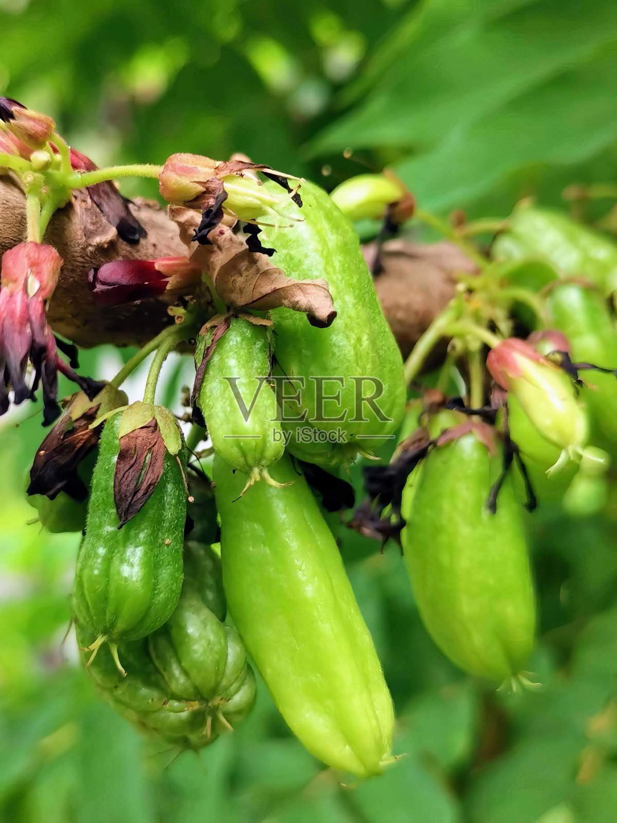 一串绿香蕉挂在树上的照片。照片摄影图片