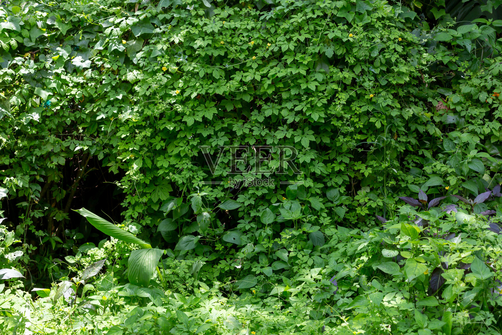 墙上长满了杂草照片摄影图片