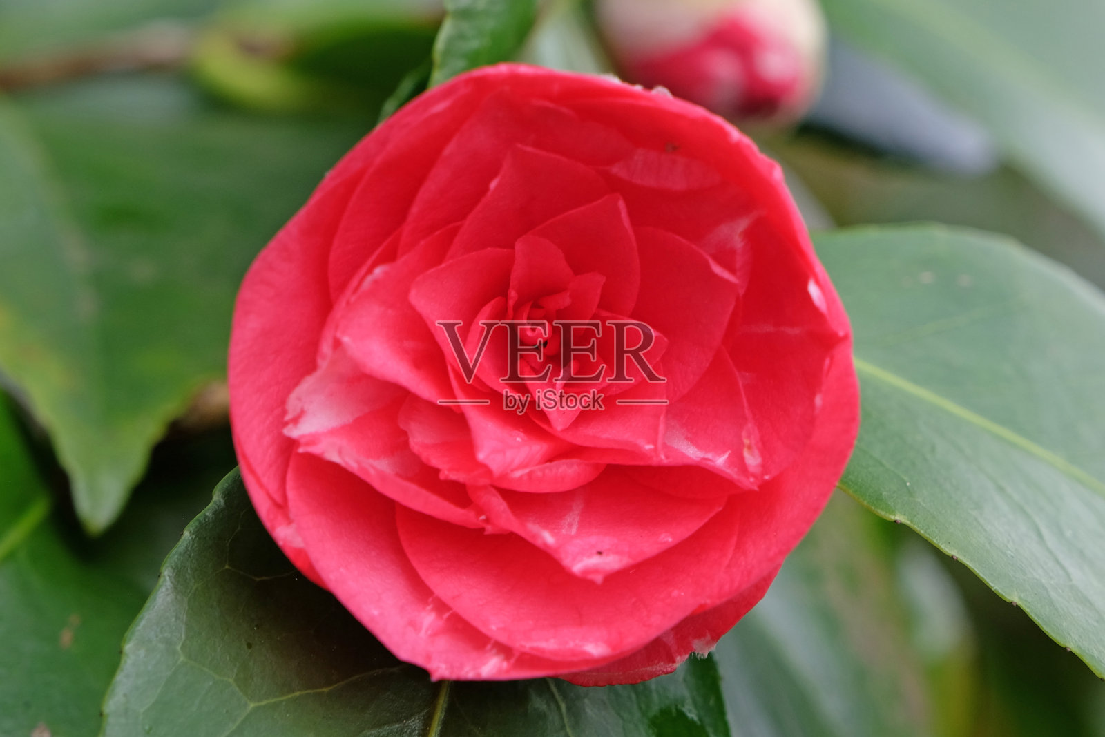 深粉红色重瓣山茶花。照片摄影图片